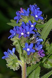 Anchusa officinalis