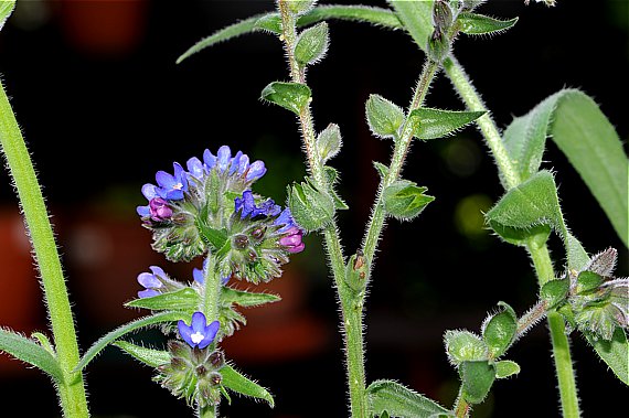 Echte Ochsenzunge (Anchusa officinalis)