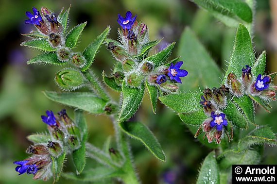 Mehrere Ochsenzungen mit Blüten