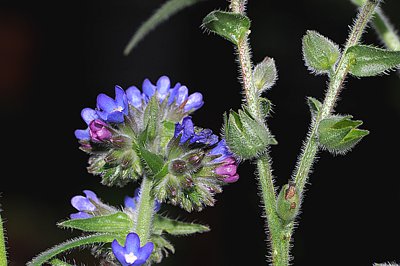 Ochsenzungepflanze mit Blüte