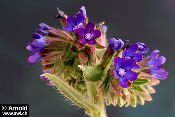 Ochsenzunge (Anchusa officinalis)