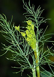 Dill - Anethum graveolens