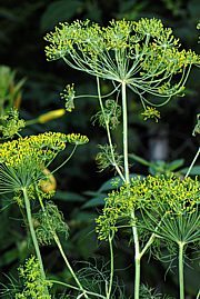 Dill - Anethum graveolens