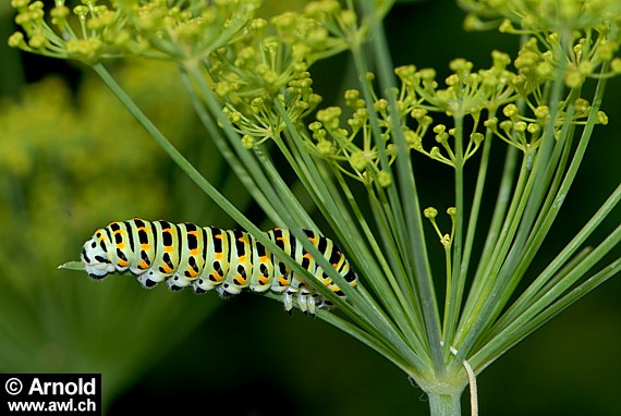 Dill (Anethum graveolens) mit Raupe
