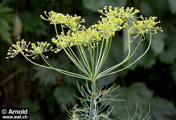 Foto vom Dill - Anethum graveolens