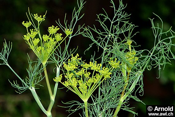 Gemeiner Dill - Anethum graveolens