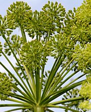 Engelwurz - Angelica archangelica