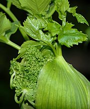 Engelwurz - Angelica archangelica