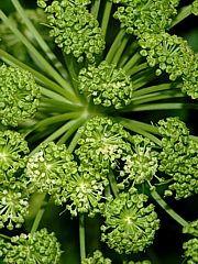 Engelwurz (Blüten) - Angelica archangelica