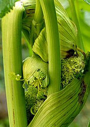 Engelwurz (Stengel) - Angelica archangelica