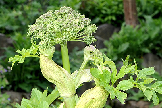 Engelwurz (Angelica archangelica)