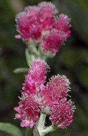 Antennaria dioica - Gemeines Katzenpfötchen