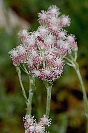 Antennaria dioica - Gemeines Katzenpfötchen