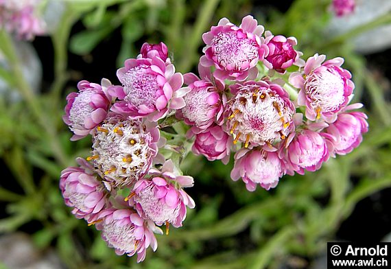 Antennaria dioica - Gemeines Katzenpfötchen