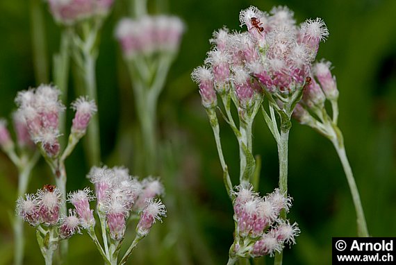 Antennaria dioica - Gemeines Katzenpfötchen