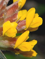 Wundklee - Anthyllis vulneraria