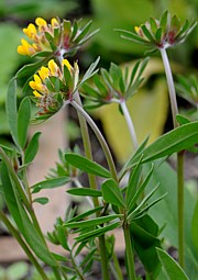Wundklee - Anthyllis vulneraria