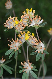 Wundklee - Anthyllis vulneraria