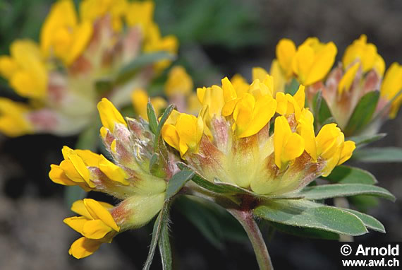 Apothekerklee, Wundklee (Anthyllis vulneraria)