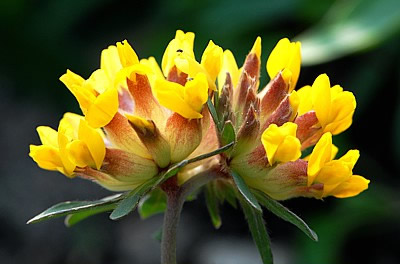 Wundklee (Anthyllis vulneraria)