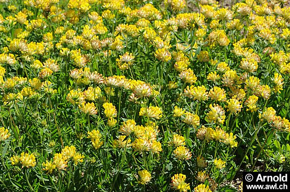 Wundklee - Anthyllis vulneraria