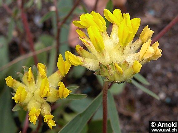 Wundklee (Anthyllis vulneraria) 