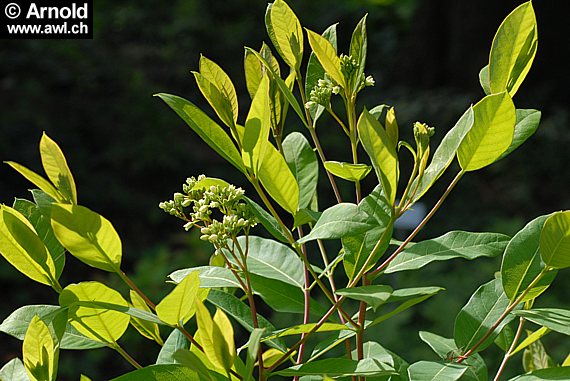 Apocynum cannabinum - Amerikanischer Hanf