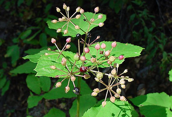 Aralia racemosa - Amerikanische Aralie