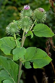 Arctium lappa - Grosse Klette