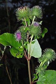 Arctium lappa - Grosse Klette