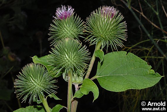 Grosse Klette (Arctium lappa)