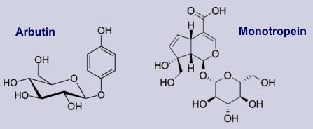 Arbutin, Monotropein: Inhaltsstoffe der Bärentraube