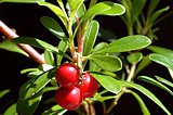 Bärentraube (Arctostaphylos uva-ursi) - Blätter mit Beeren 