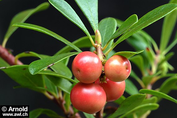 Bärentraube - Arctostaphylos uva-ursi