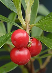 Bärentraubenbeeren