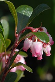 Bärentraube mit Blüten