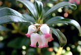 Bärentraube (Arctostaphylos uva-ursi) - Blüten