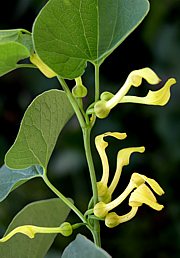 Osterluzei - Aristolochia clematitis