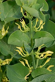 Osterluzei - Aristolochia clematitis