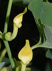 Osterluzei - Aristolochia clematitis