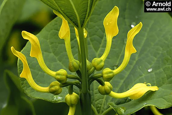 Osterluzei - Aristolochia clematitis