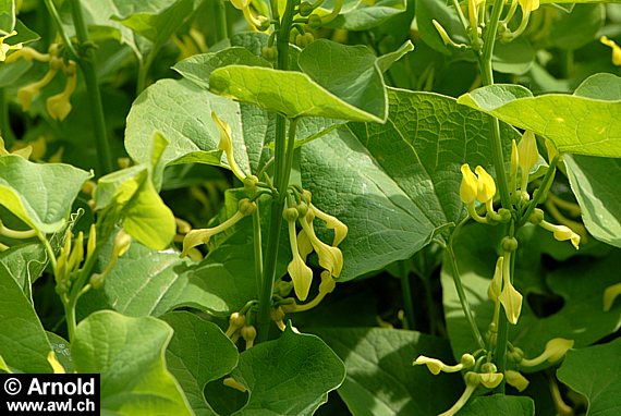 Osterluzei - Aristolochia clematitis