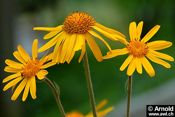 drei einzelne Arnikablüten