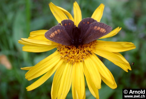 Arnikablüte mit Schmetterling