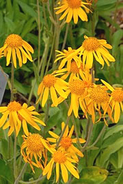 Arnikapflanzen mit Blüten