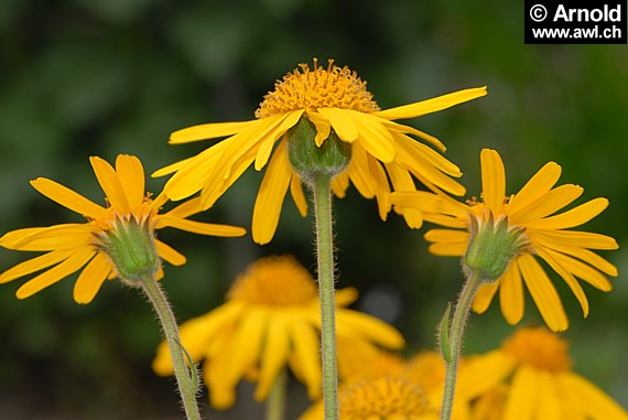 Blüten vom Bergwohlverleih