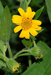 Arnica chamissonis