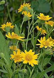 Arnica chamissonis