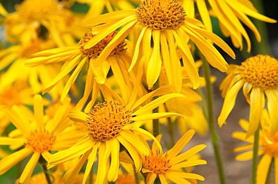 Bild von Arnikablüten (Arnica montana)