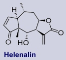 Helenalin - Inhaltsstoff der Arnika